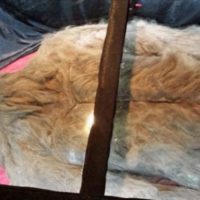 Bigfoot video evidence released by hoaxer