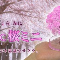 Chia Pet Cherry Blossom