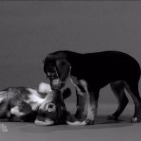 Jimmy Fallon does First Kiss parody with puppies and kittens