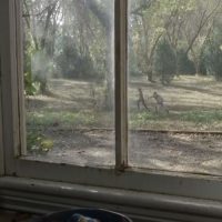 The Walking Dead zombie tag