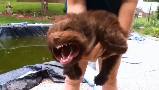 Dogs eat air from leaf blower