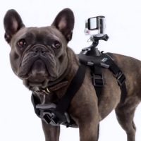 Jimmy Kimmel unveils GoPro camera for dogs
