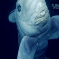 Shark Week Discovery channel kills Ghost Shark