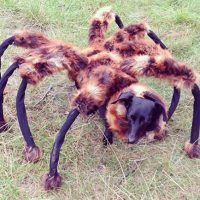 Giant spider prank goes viral on the web