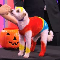 Jimmy Kimmel Halloween costumes creative dog grooming Wonder Woman Catherine Opson